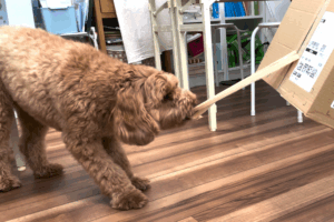 ダンボールを引っ張るラキ